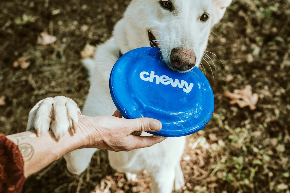 Criação de Site para Pet Shop